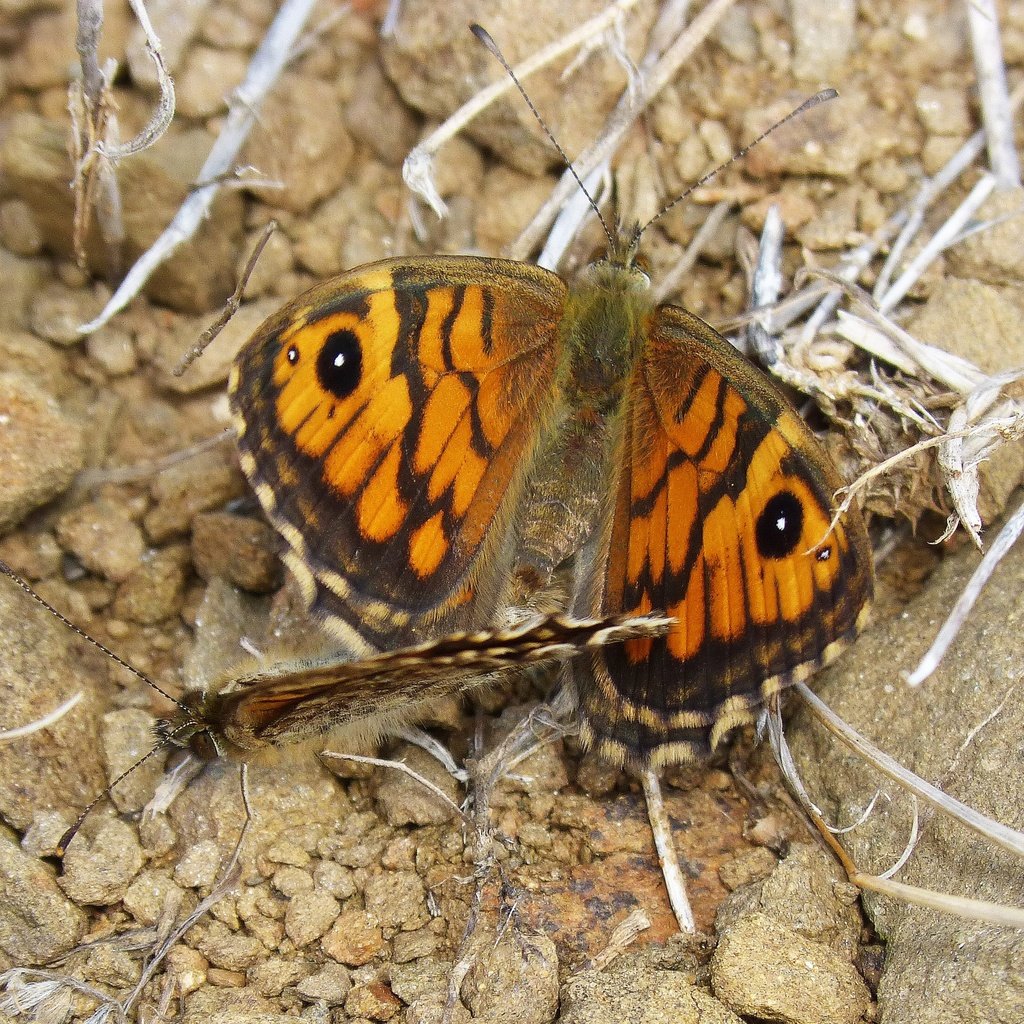 Обои крылья, насекомые, бабочки, wings, insects, butterfly разрешение 2954x2216 Загрузить