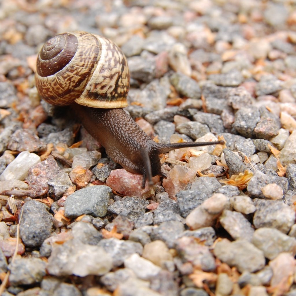 Обои камни, макро, панцирь, улитка, рожки, stones, macro, shell, snail, horns разрешение 3008x2000 Загрузить