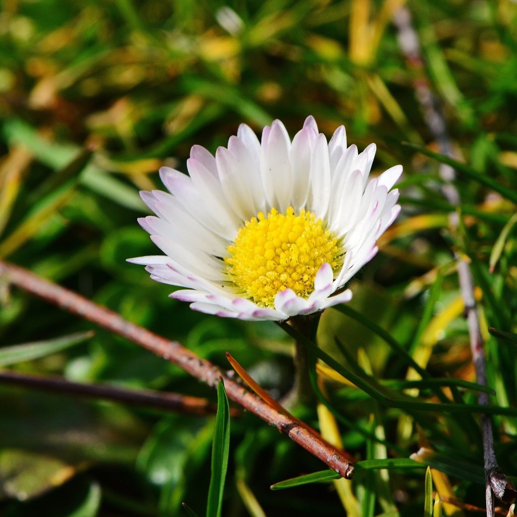 Обои трава, макро, цветок, лепестки, ромашка, луг, grass, macro, flower, petals, daisy, meadow разрешение 6016x4000 Загрузить