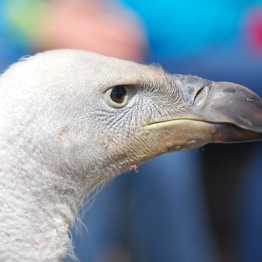 Обои птица, клюв, стервятник, крупным планом, хищная птица, bird, beak, vulture, closeup, bird of prey разрешение 3872x2592 Загрузить