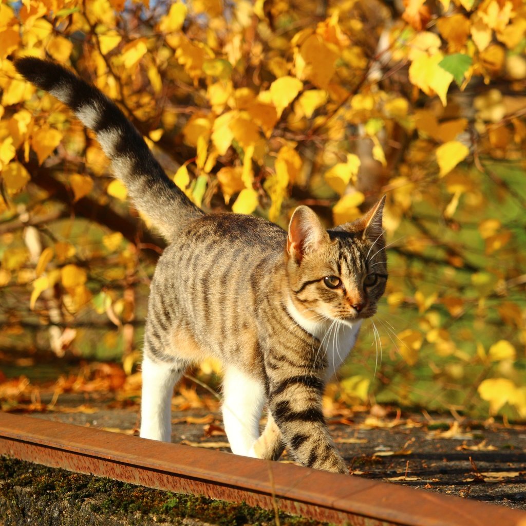 Обои природа, листья, кот, листва, кошка, осень, котенок, nature, leaves, cat, foliage, autumn, kitty разрешение 5184x3456 Загрузить