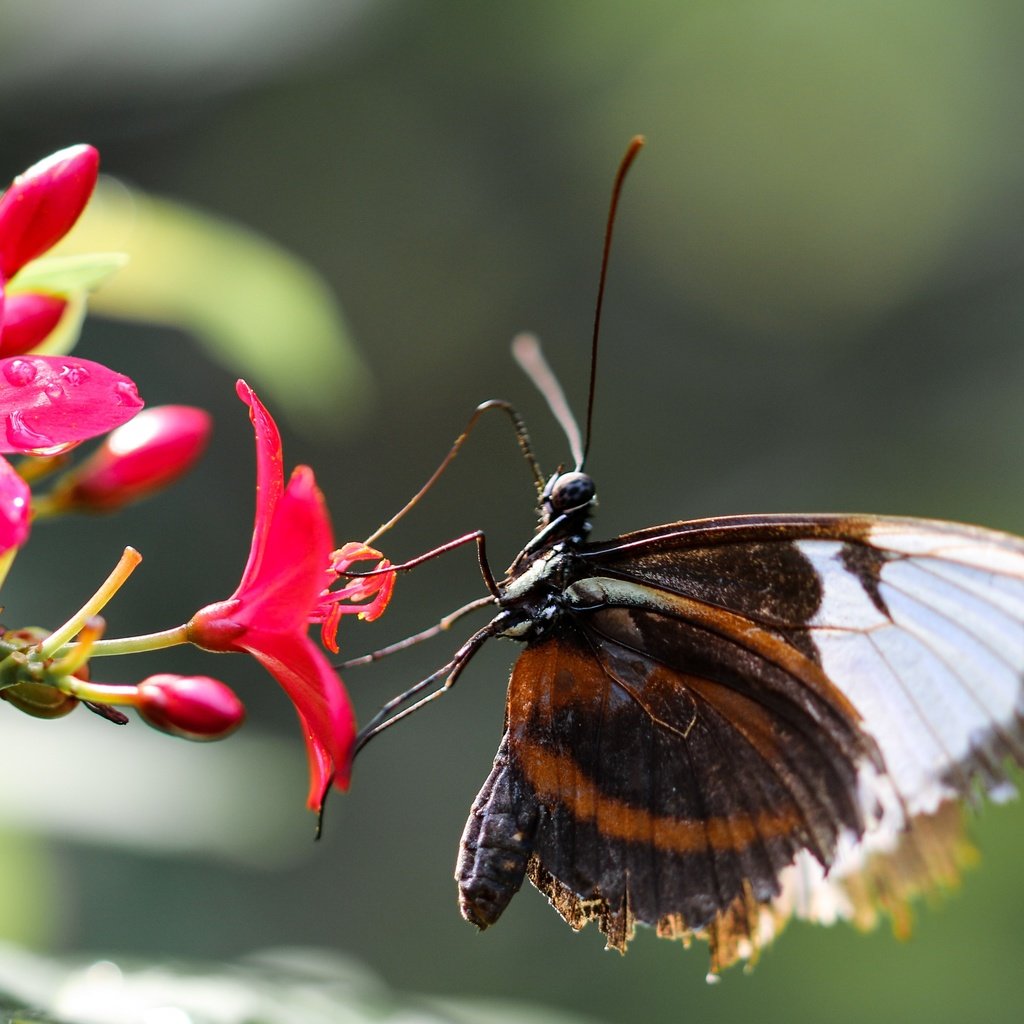 Обои цветы, насекомое, бабочка, крылья, flowers, insect, butterfly, wings разрешение 4343x3063 Загрузить