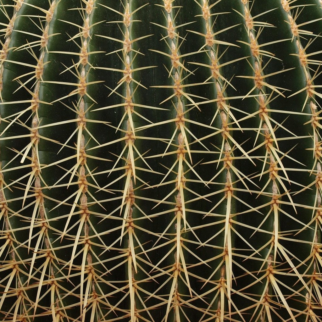 Обои текстура, макро, цветок, колючки, растение, шипы, кактус, texture, macro, flower, barb, plant, spikes, cactus разрешение 1920x1440 Загрузить