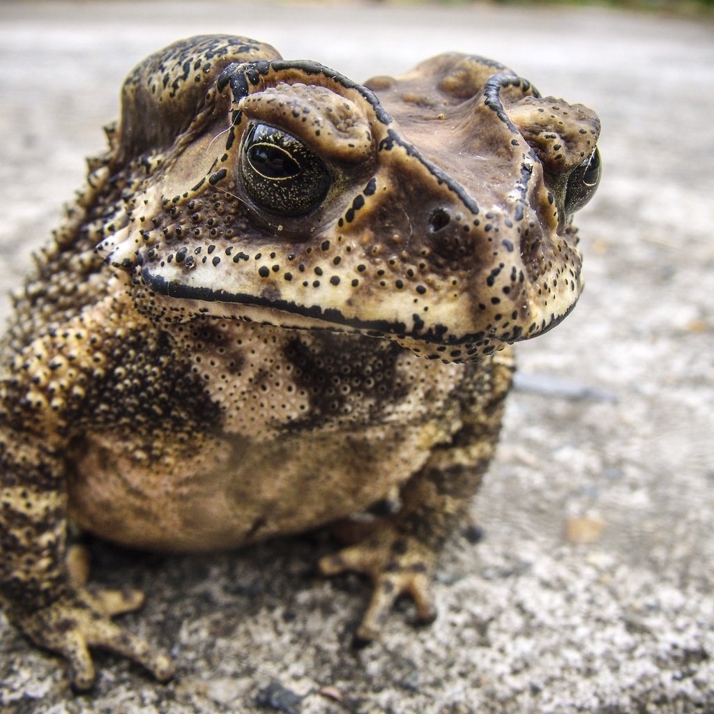 Обои фон, лягушка, жаба, амфибия, земноводные, background, frog, toad, amphibian, amphibians разрешение 3559x2605 Загрузить