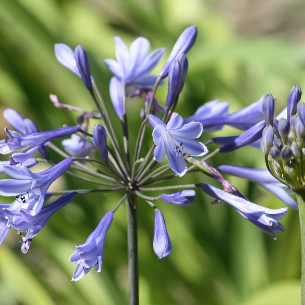 Обои синий, цветок, лепестки, стебли, растение, крупным планом, агапантус, blue, flower, petals, stems, plant, closeup, agapanthus разрешение 2816x1880 Загрузить