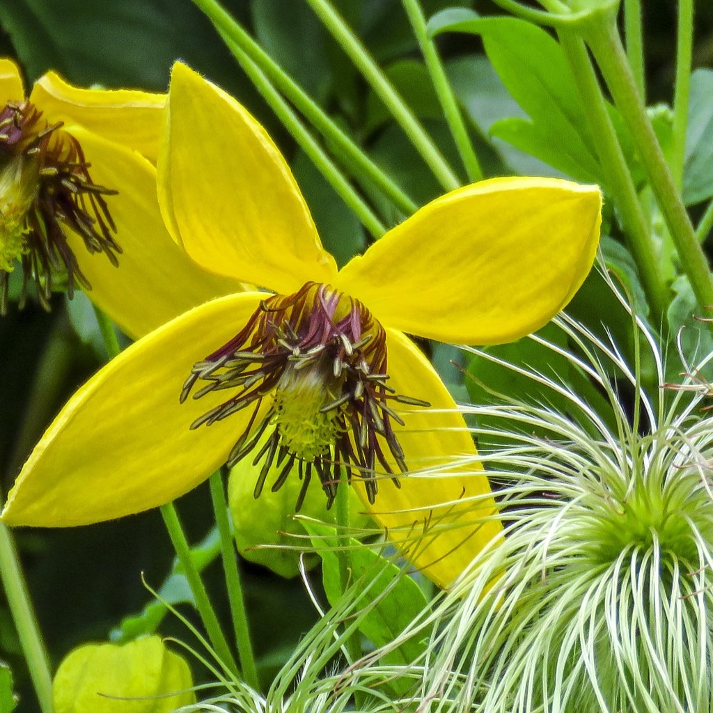 Обои цветы, желтые, крупным планом, клематис, ломонос, flowers, yellow, closeup, clematis разрешение 4608x3072 Загрузить