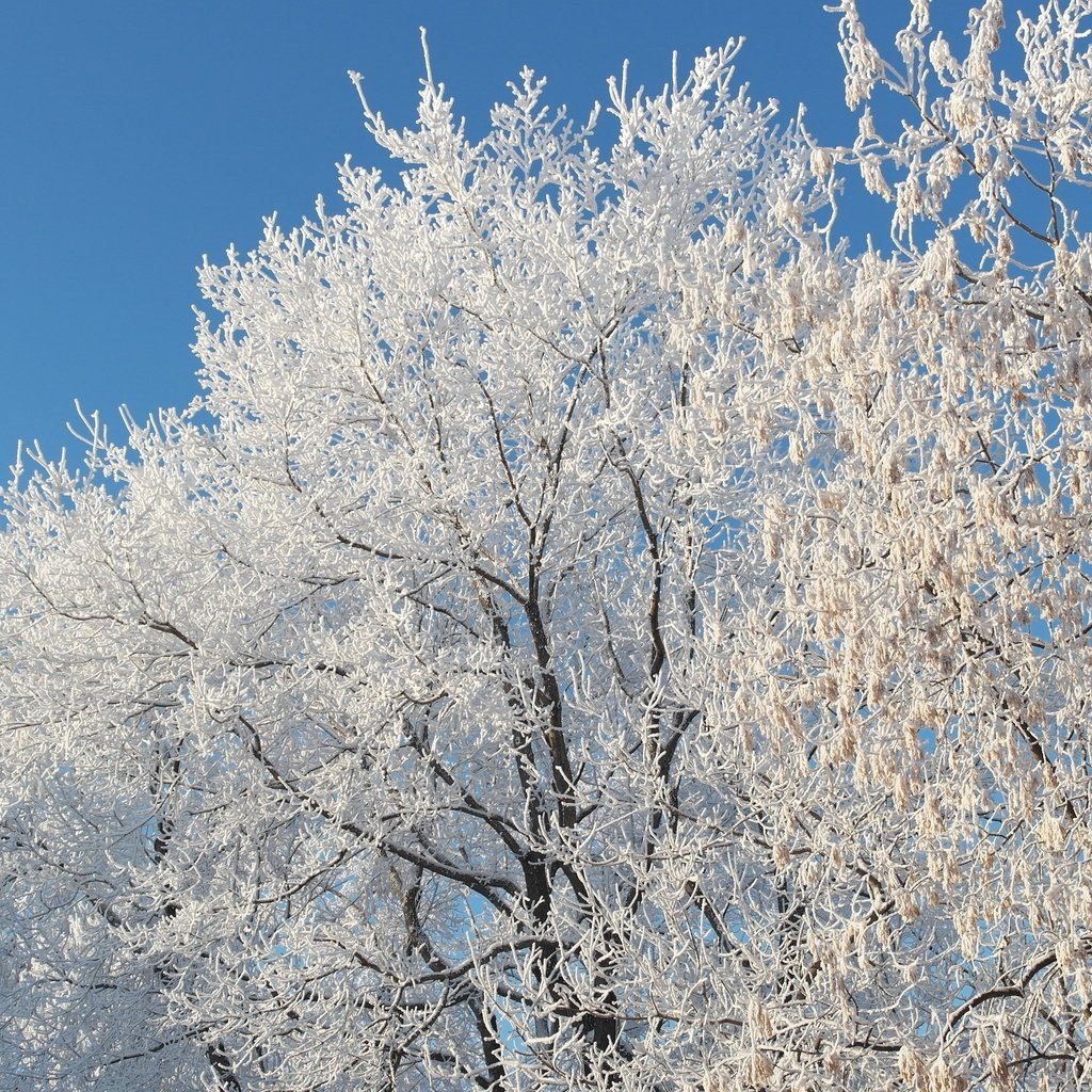 Обои небо, снег, природа, дерево, зима, ветки, мороз, иней, the sky, snow, nature, tree, winter, branches, frost разрешение 5472x3080 Загрузить