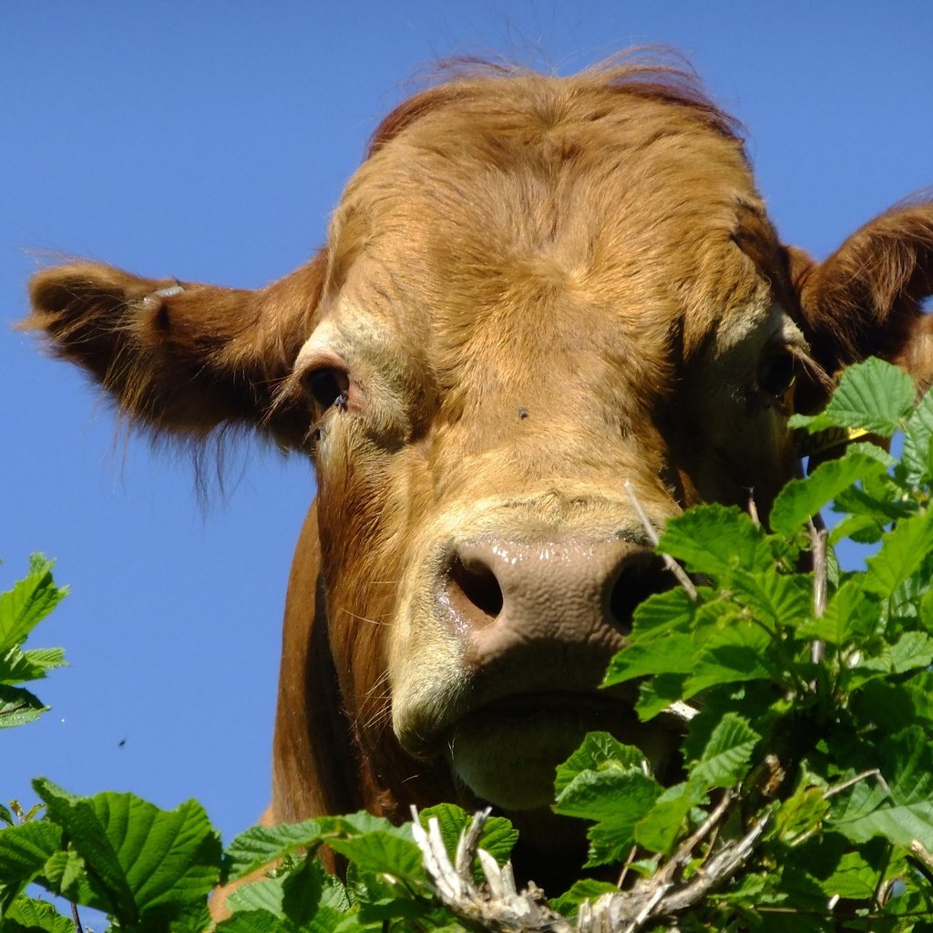 Обои морда, небо, листья, ветки, корова, face, the sky, leaves, branches, cow разрешение 3616x2400 Загрузить