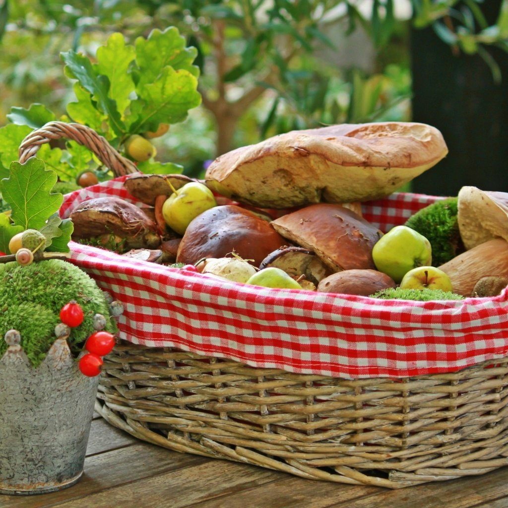 Обои яблоки, грибы, корзинка, боровики, apples, mushrooms, basket разрешение 4000x2276 Загрузить