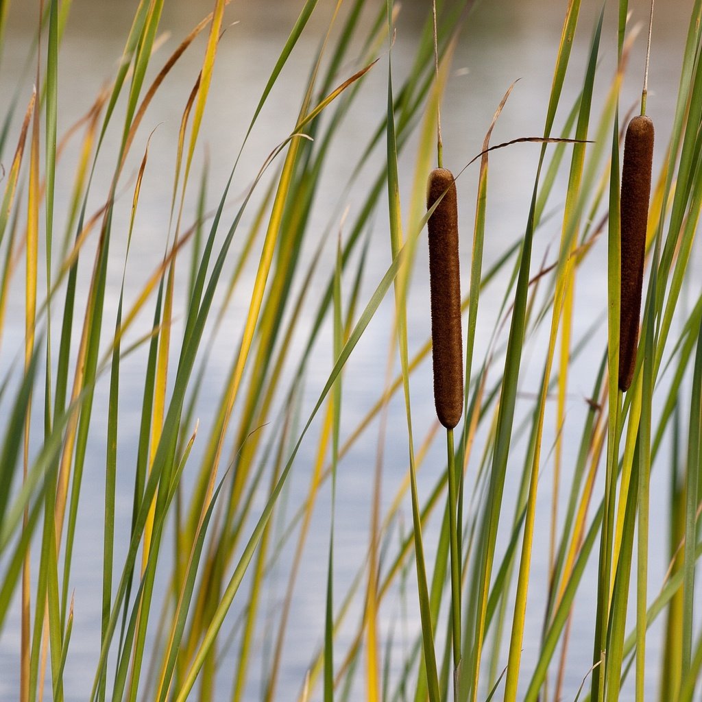 Обои трава, стебли, растение, камыши, камыш, grass, stems, plant, the reeds, reed разрешение 3504x2336 Загрузить