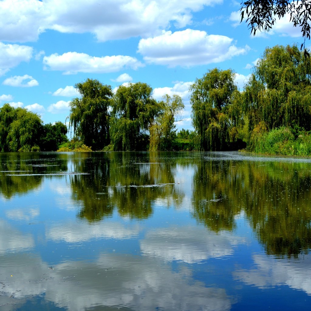 Обои небо, облака, деревья, озеро, отражение, пейзаж, лето, ивы, the sky, clouds, trees, lake, reflection, landscape, summer, willow разрешение 6000x4000 Загрузить