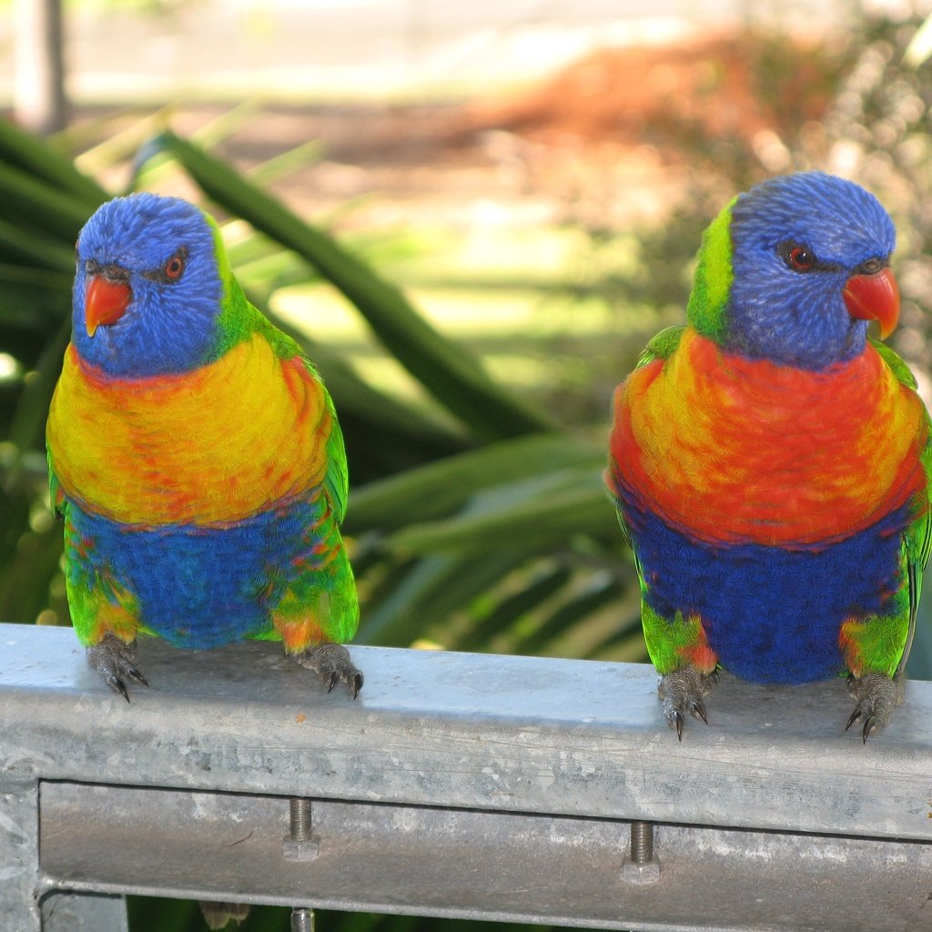 Обои попугаи, parrots разрешение 3648x2736 Загрузить