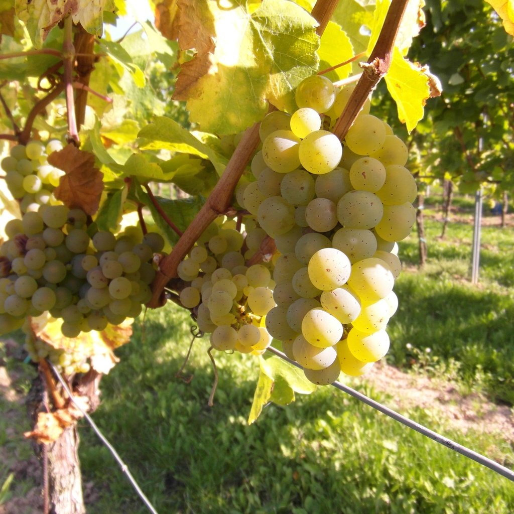 Обои виноград, фрукты, растение, кустарник, виноградная лоза, виноградник, grapes, fruit, plant, shrub, vine, vineyard разрешение 4096x3072 Загрузить