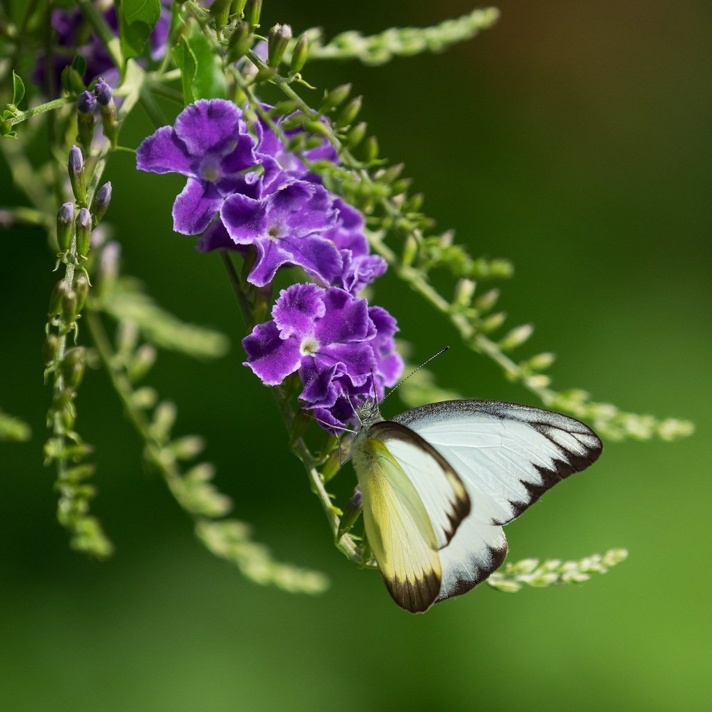 Обои насекомое, фон, бабочка, крылья, фиолетовые цветы, дуранта, insect, background, butterfly, wings, purple flowers, duranta разрешение 2048x1365 Загрузить