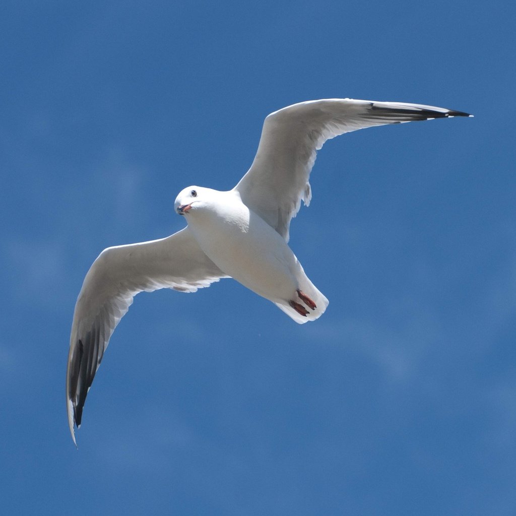 Обои небо, полет, крылья, чайка, птица, клюв, the sky, flight, wings, seagull, bird, beak разрешение 2640x2471 Загрузить