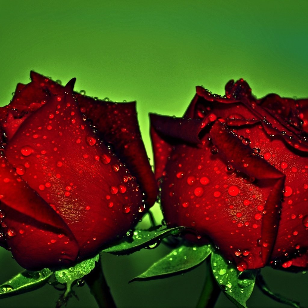 Обои цветы, бутоны, макро, фон, капли, розы, красные, розы красные, flowers, buds, macro, background, drops, roses, red, roses are red разрешение 2048x1278 Загрузить