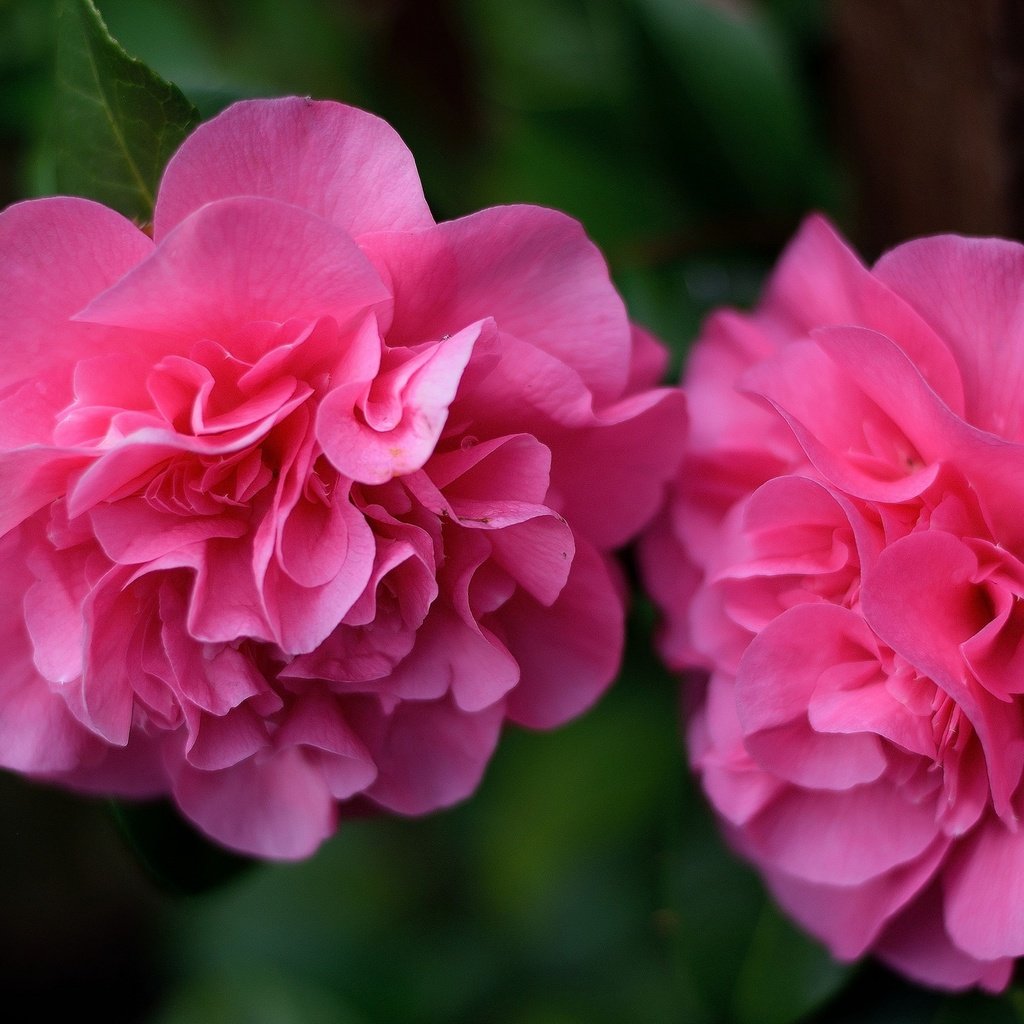 Обои цветы, бутоны, макро, лепестки, камелия, flowers, buds, macro, petals, camellia разрешение 2048x1365 Загрузить