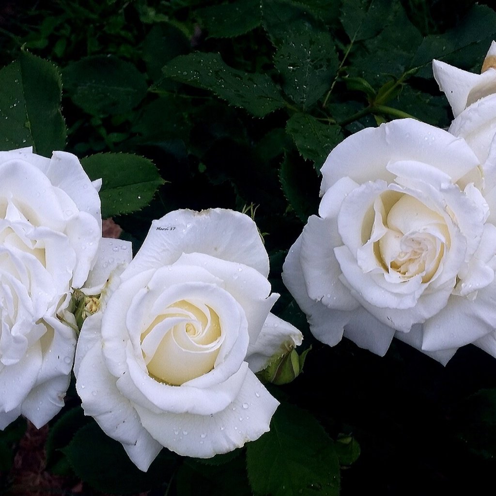 Обои цветы, бутоны, розы, лепестки, сад, розы белые, flowers, buds, roses, petals, garden, rose white разрешение 2840x1630 Загрузить