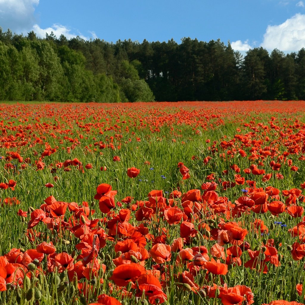 Обои цветы, деревья, солнце, поле, лето, красные, маки, flowers, trees, the sun, field, summer, red, maki разрешение 2112x1200 Загрузить