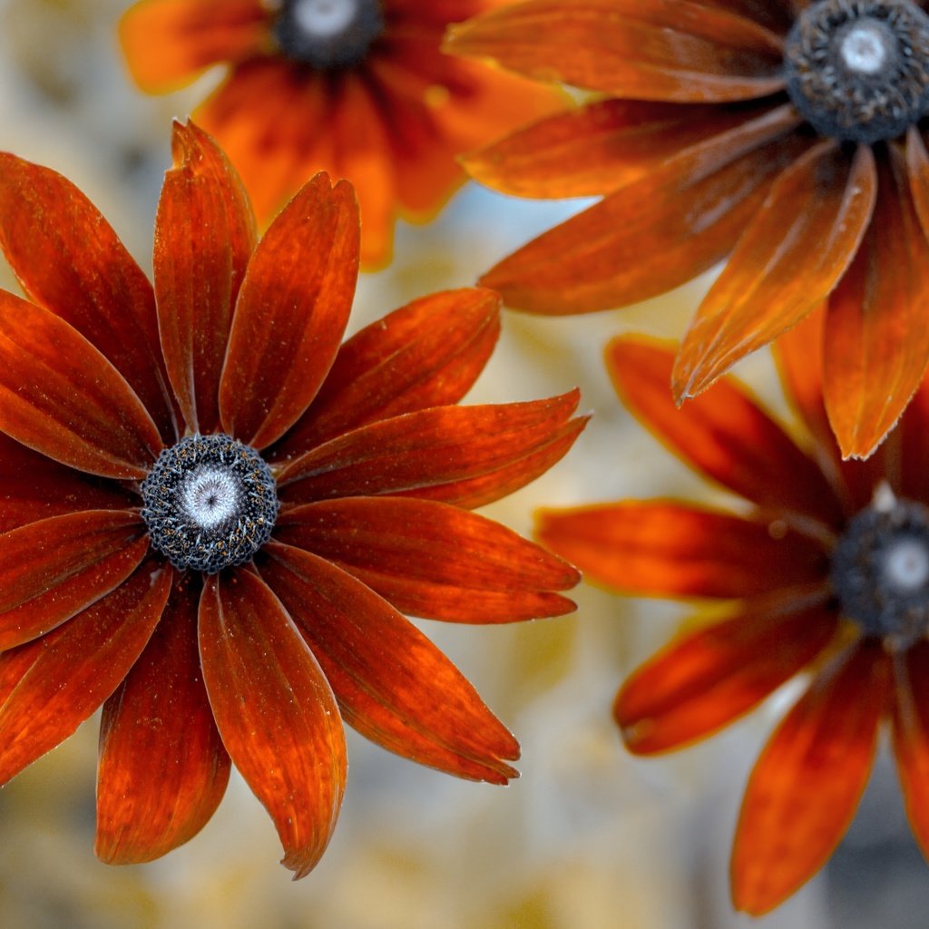 Обои цветы, фон, лепестки, рудбекия, flowers, background, petals, rudbeckia разрешение 2048x1365 Загрузить