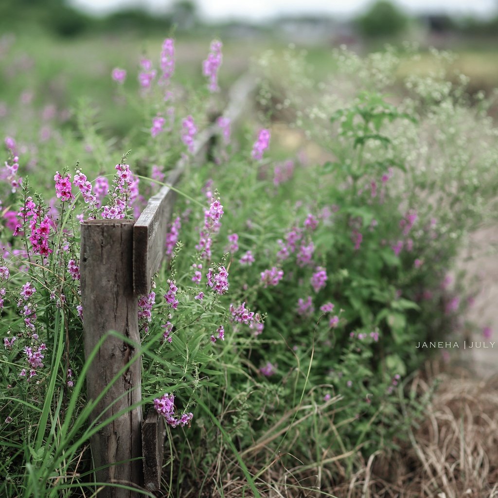 Обои цветы, лето, забор, полевые цветы, jane ha, flowers, summer, the fence, wildflowers разрешение 2835x1890 Загрузить