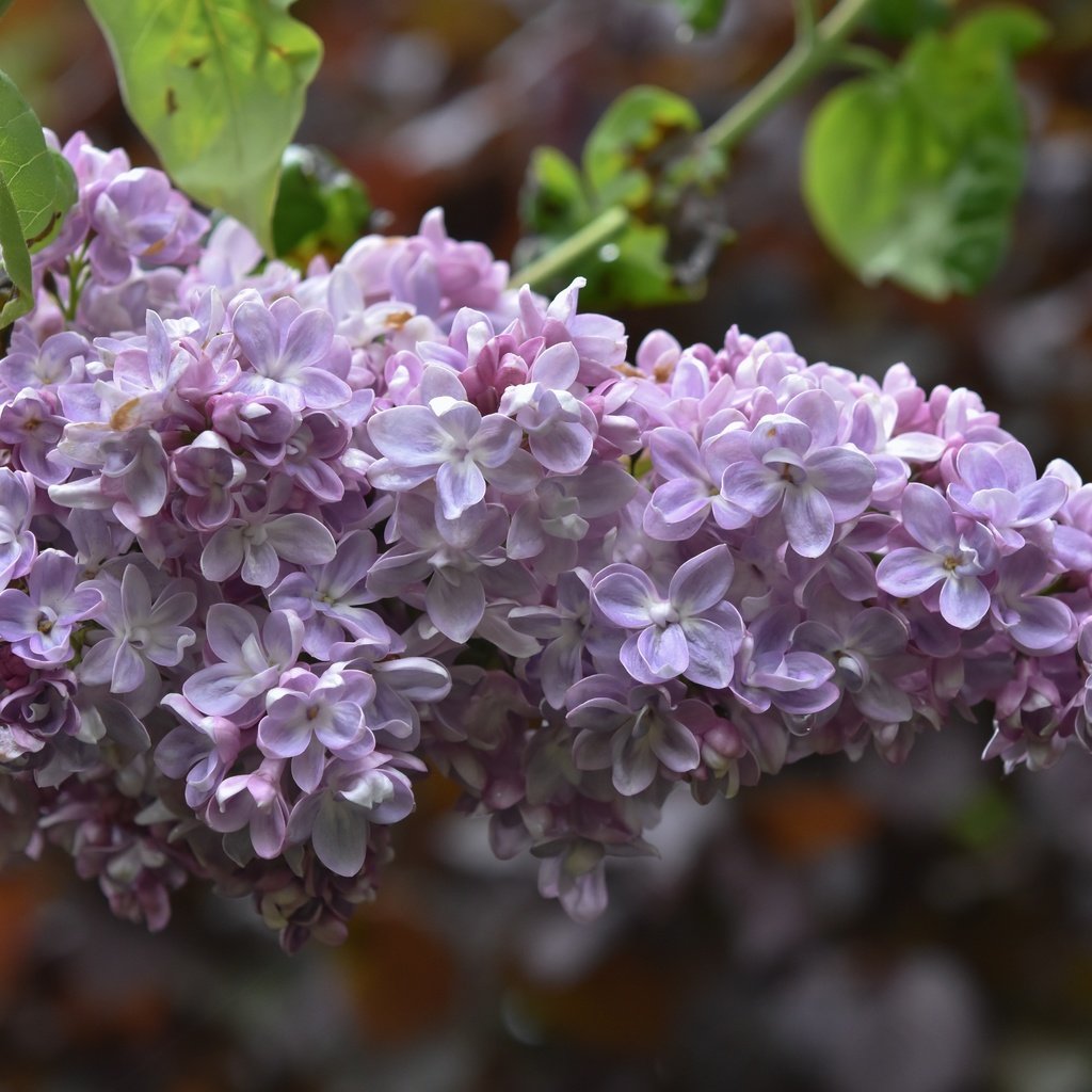 Обои цветы, цветение, размытость, весна, сирень, flowers, flowering, blur, spring, lilac разрешение 6000x4000 Загрузить