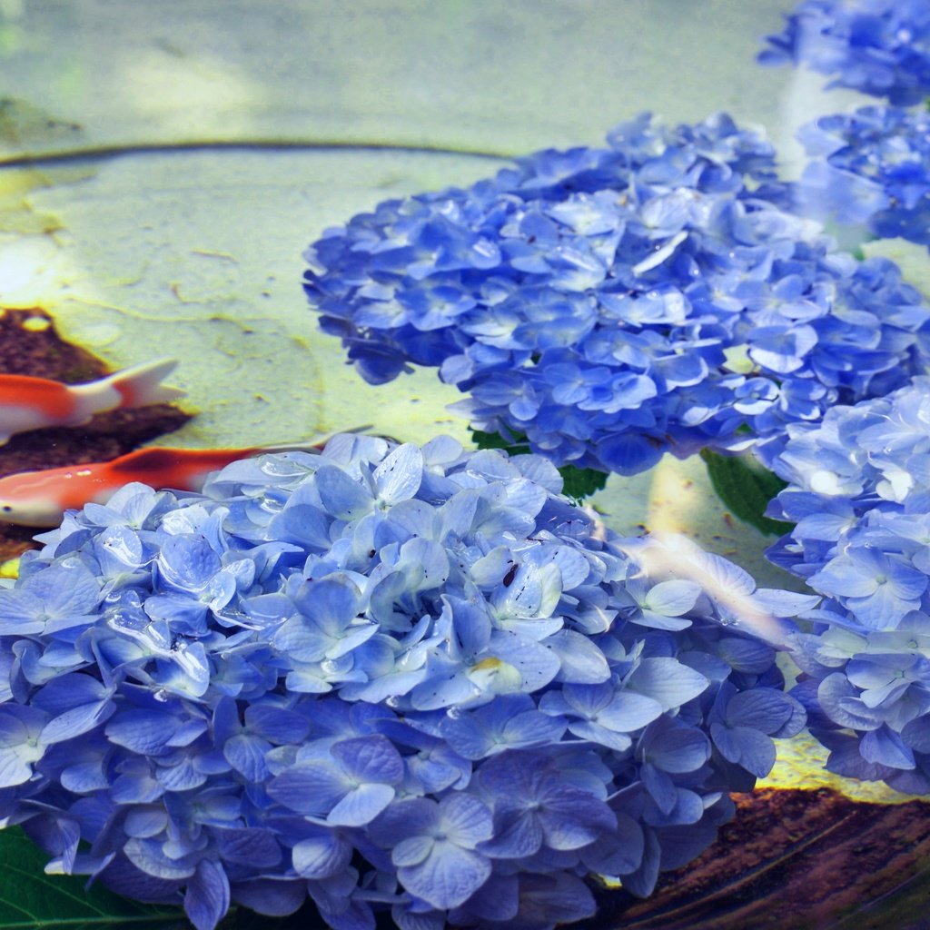 Обои цветы, вода, рыбки, рыбы, водоем, пруд, гортензия, flowers, water, fish, pond, hydrangea разрешение 5196x2923 Загрузить