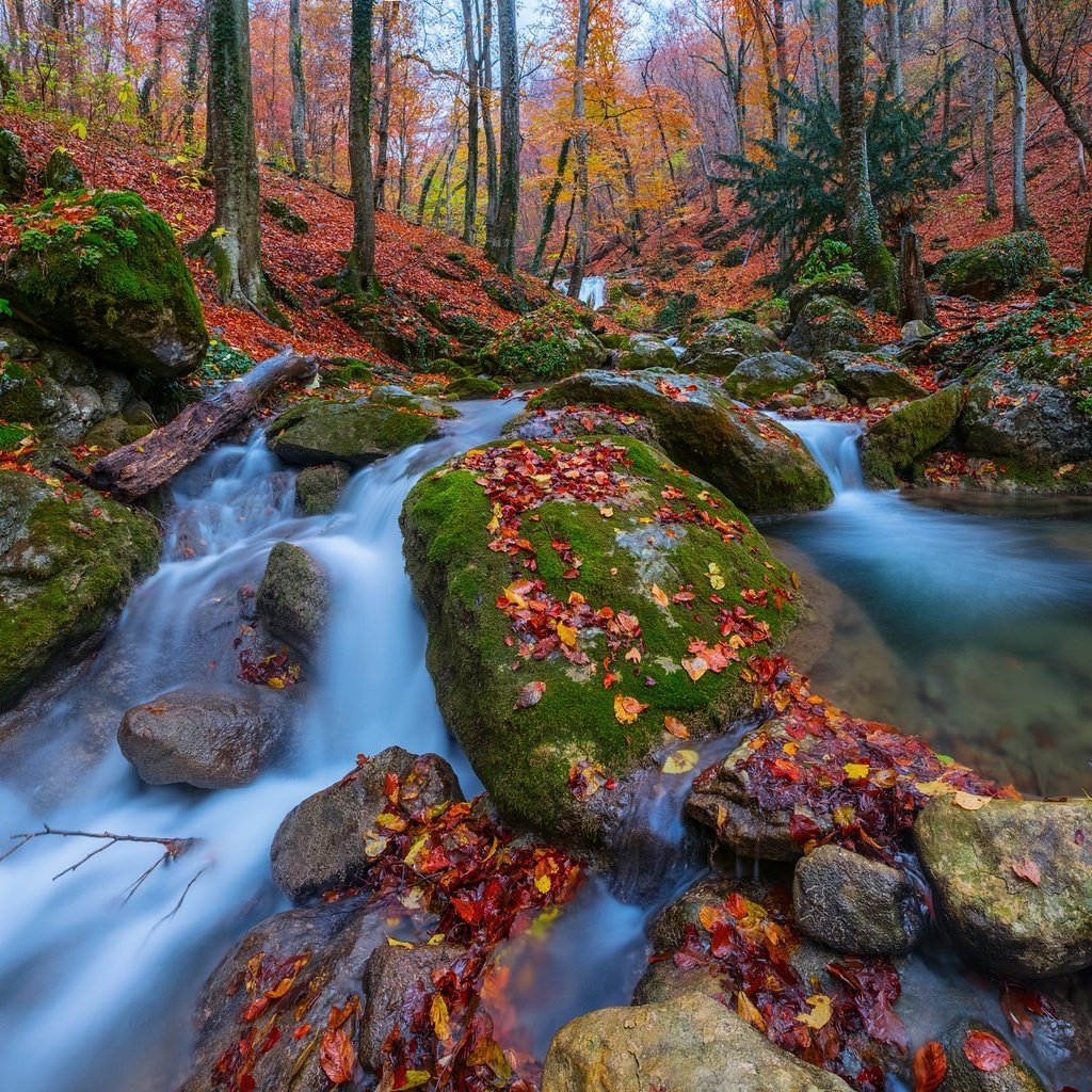 Обои деревья, камни, лес, листья, осень, россия, крым, ручьи, trees, stones, forest, leaves, autumn, russia, crimea, streams разрешение 1920x1280 Загрузить