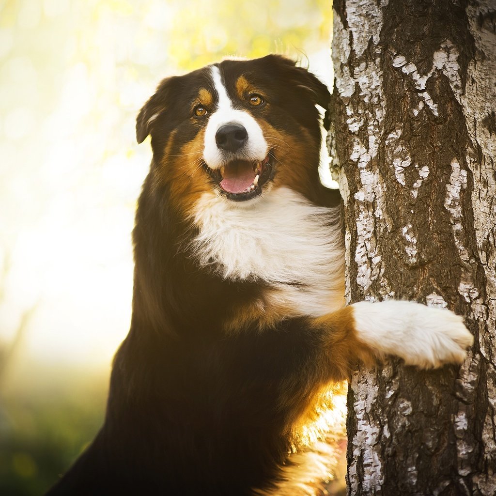 Обои дерево, лапы, собака, береза, бернский зенненхунд, chilli, tree, paws, dog, birch, bernese mountain dog разрешение 2048x1346 Загрузить