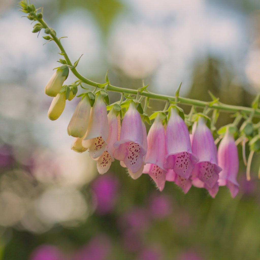 Обои цветы, макро, боке, дигиталис, наперстянка, paula w, flowers, macro, bokeh, digitalis разрешение 2400x1606 Загрузить