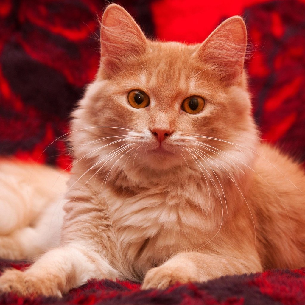 Обои фон, кот, кошка, взгляд, котенок, пушистый, рыжий, плед, желтые глаза, yellow eyes, background, cat, look, kitty, fluffy, red, plaid разрешение 4272x2403 Загрузить
