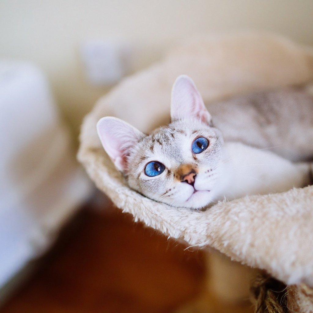 Обои кот, кошка, взгляд, комната, голубые глаза, уют, cat, look, room, blue eyes, comfort разрешение 2048x1152 Загрузить