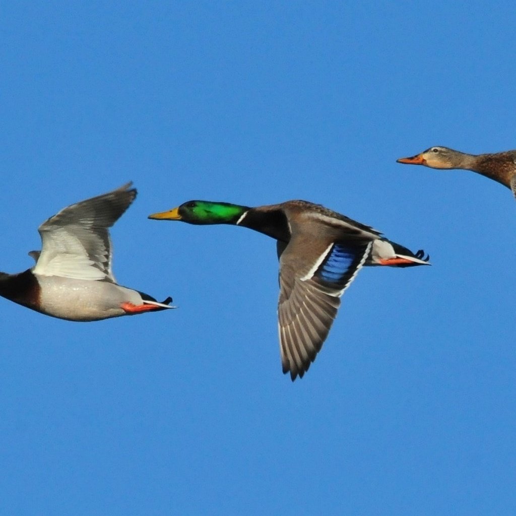 Обои небо, крылья, птицы, клюв, утки, кряква, the sky, wings, birds, beak, duck, mallard разрешение 2139x1080 Загрузить