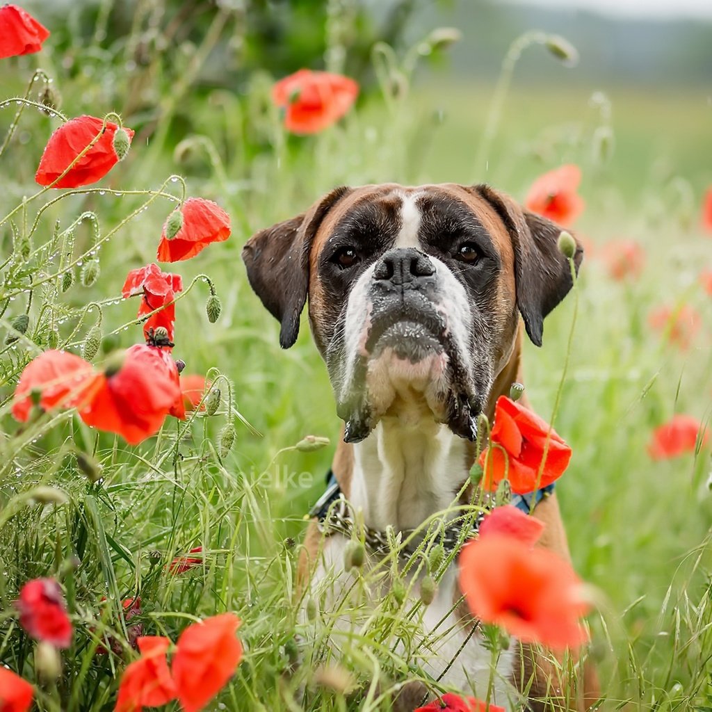 Обои морда, цветы, лето, взгляд, собака, маки, боксер, face, flowers, summer, look, dog, maki, boxer разрешение 1981x1100 Загрузить