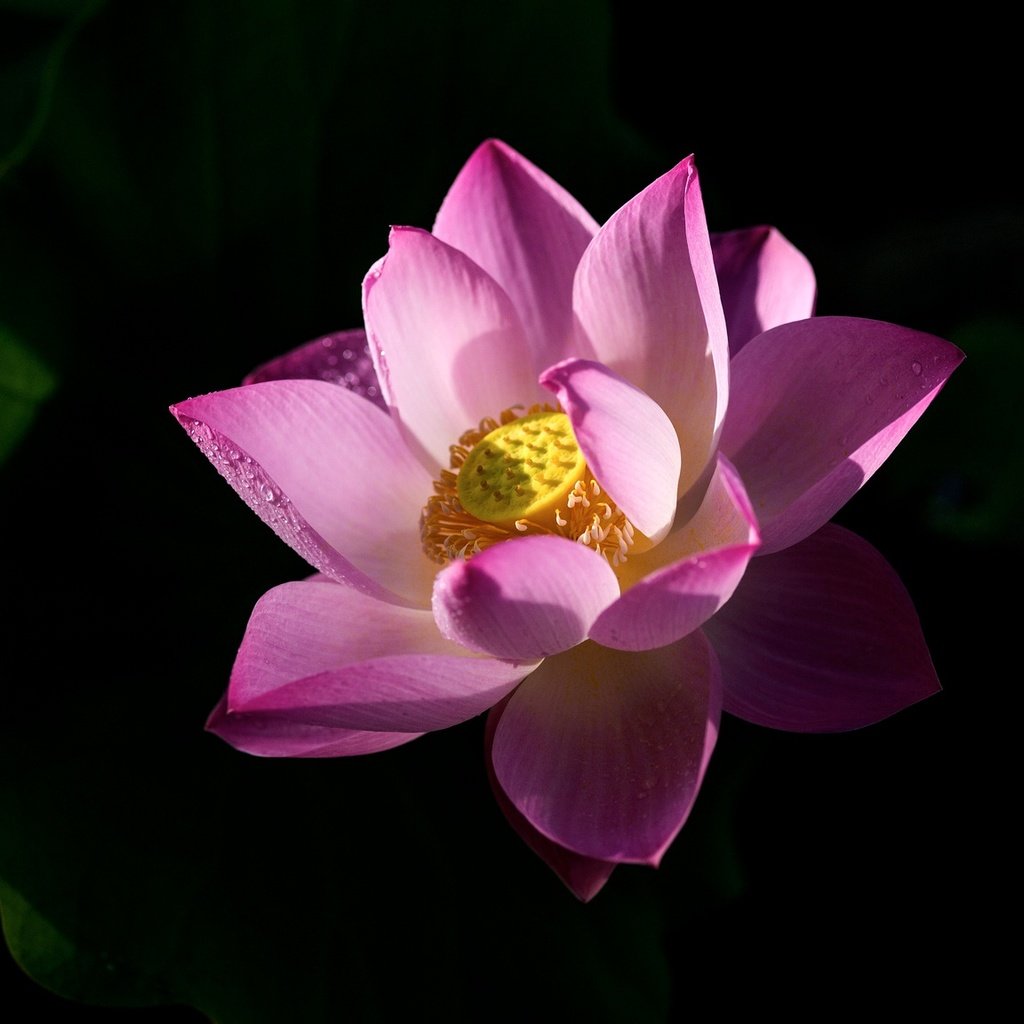 Обои листья, цветок, лепестки, лотос, черный фон, розовый, leaves, flower, petals, lotus, black background, pink разрешение 2048x1152 Загрузить