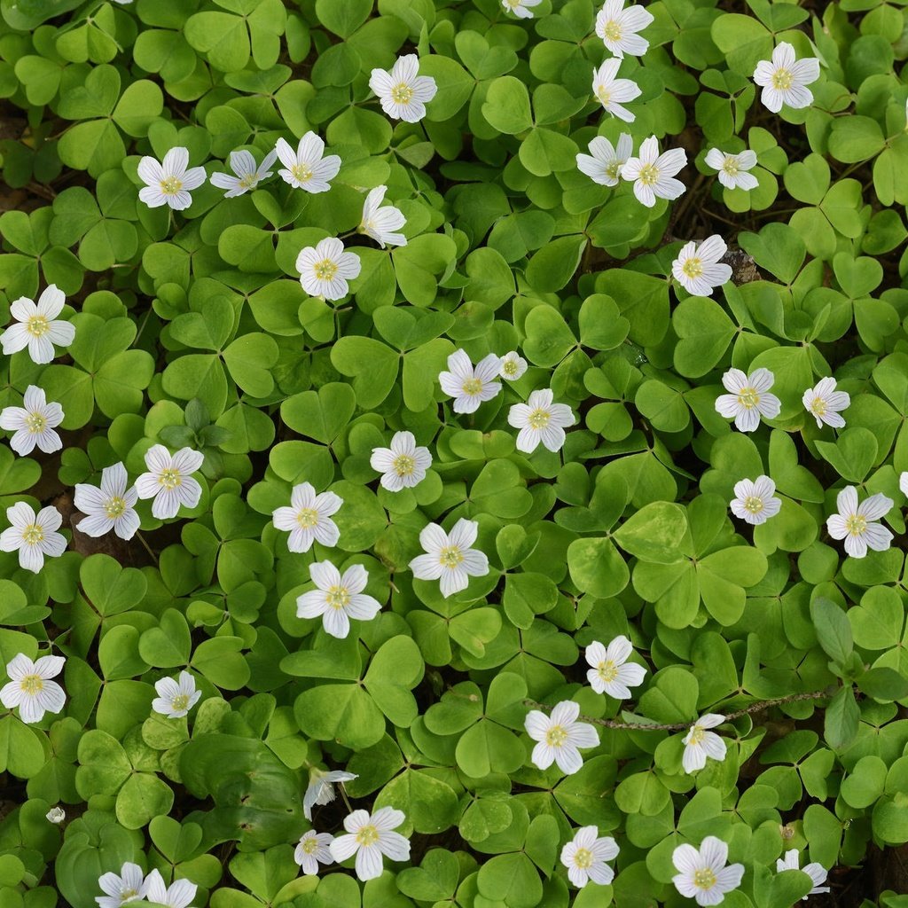 Обои листья, ковер, цветки, кислица, заячья капуста, leaves, carpet, flowers, oxalis, hare cabbage разрешение 2048x1276 Загрузить