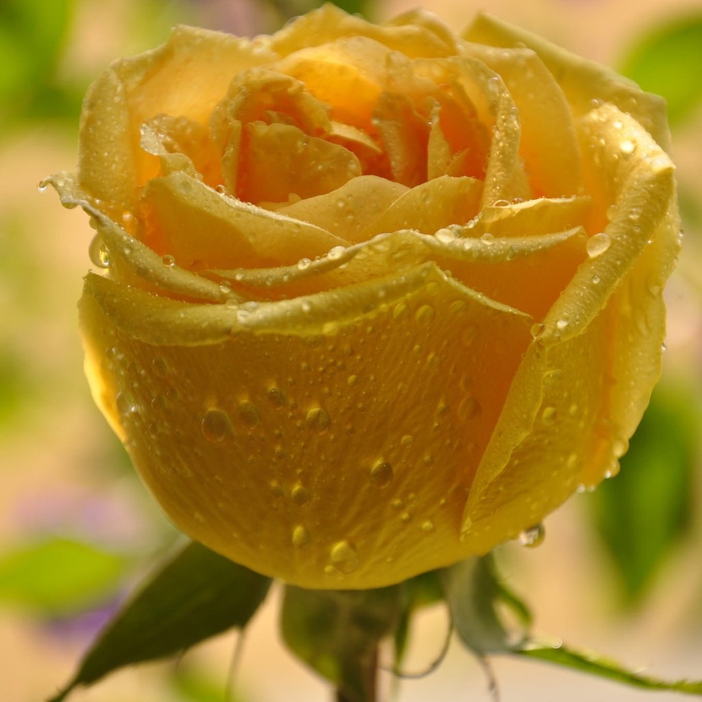 Обои желтый, макро, цветок, капли, роза, бутон, yellow, macro, flower, drops, rose, bud разрешение 2048x1360 Загрузить