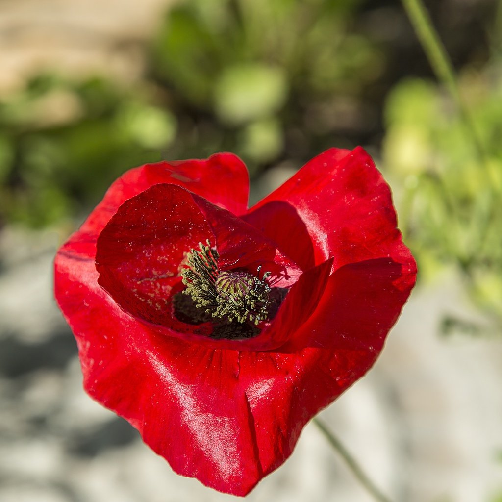 Обои макро, цветок, лепестки, красный, размытость, мак, macro, flower, petals, red, blur, mac разрешение 5760x3526 Загрузить