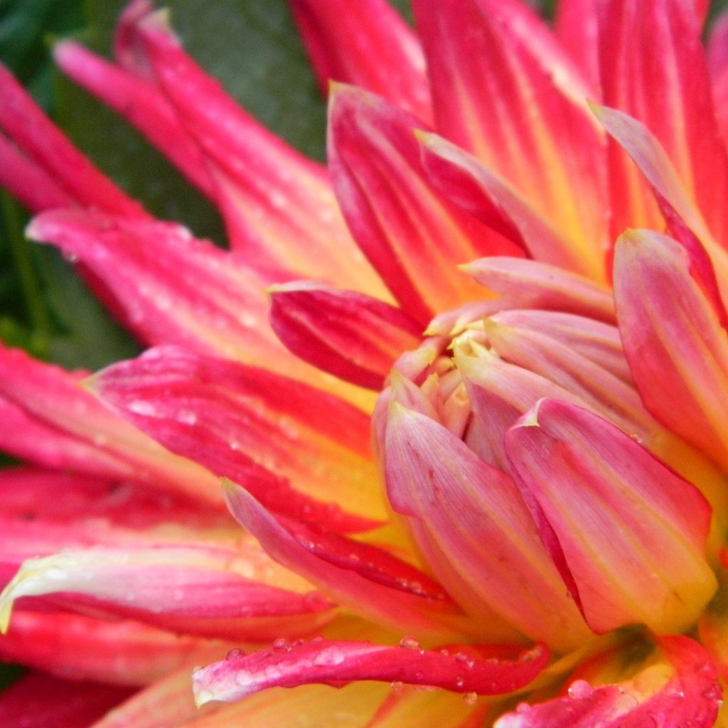 Обои макро, цветок, капли, лепестки, георгин, крупным планом, macro, flower, drops, petals, dahlia, closeup разрешение 4320x3240 Загрузить