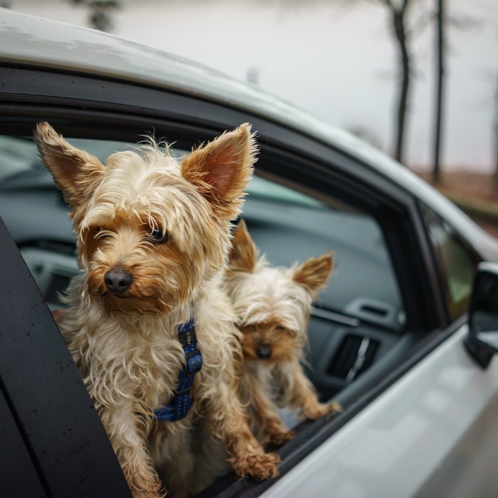 Обои машина, друзья, собаки, йоркширский терьер, machine, friends, dogs, yorkshire terrier разрешение 2048x1367 Загрузить