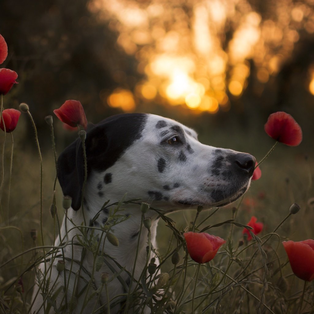 Обои морда, цветы, собака, маки, профиль, далматин, face, flowers, dog, maki, profile, dalmatian разрешение 6000x4000 Загрузить