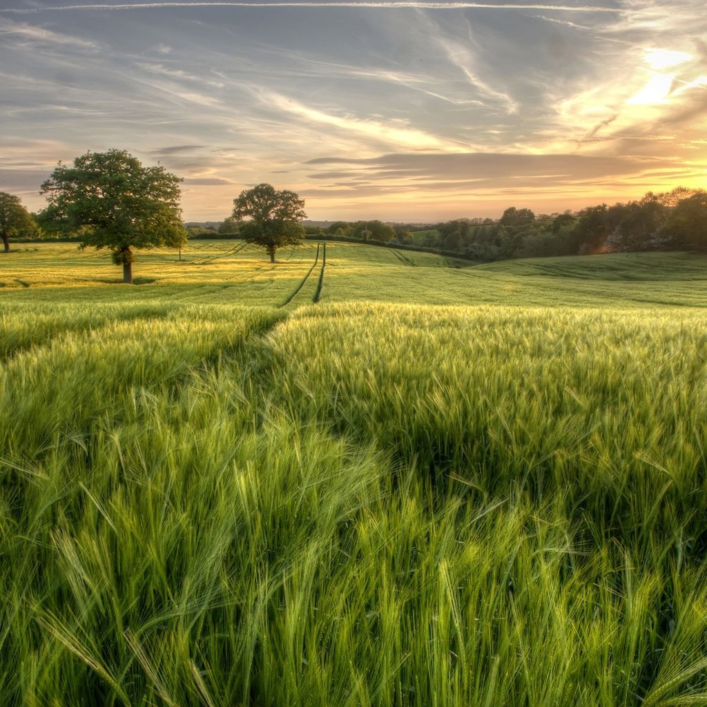 Обои небо, трава, деревья, солнце, зелень, лес, поле, лето, the sky, grass, trees, the sun, greens, forest, field, summer разрешение 2048x1363 Загрузить