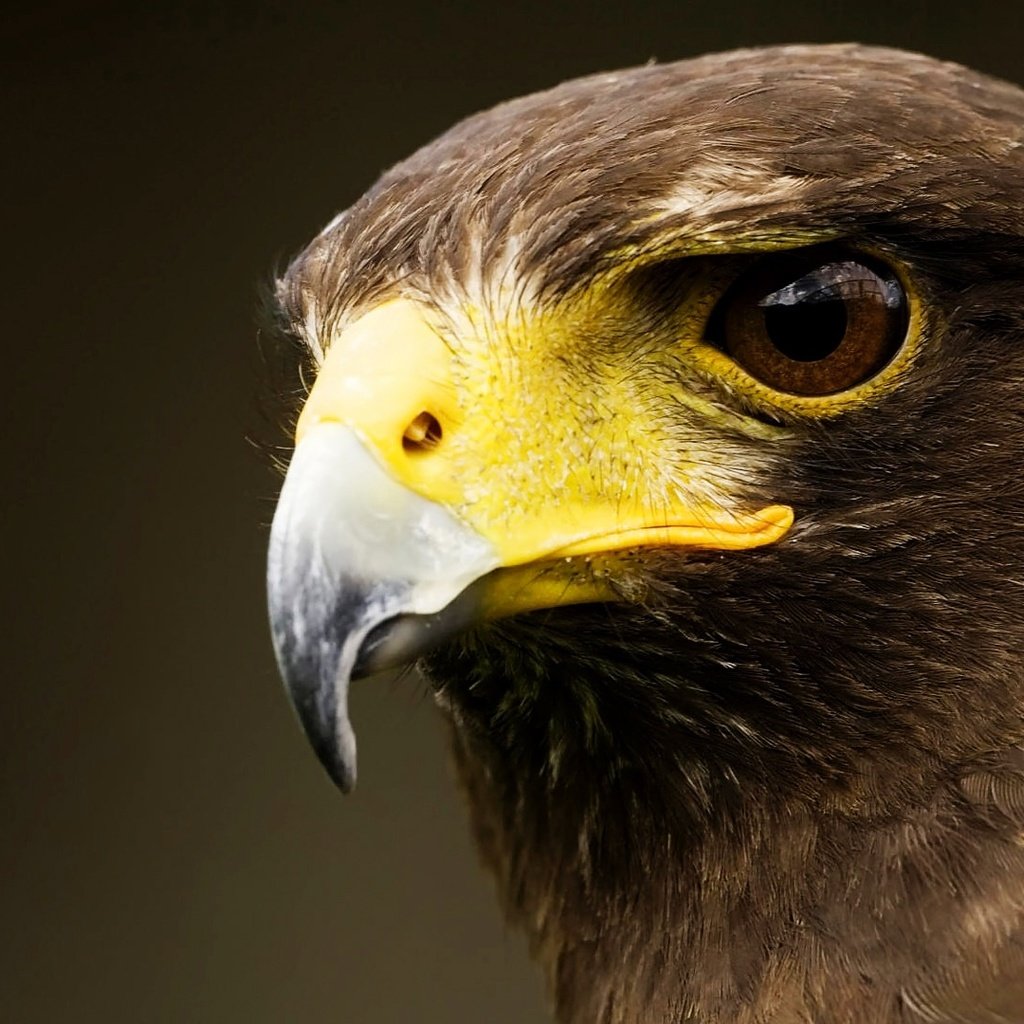 Обои фон, орел, птица, клюв, перья, background, eagle, bird, beak, feathers разрешение 1920x1080 Загрузить