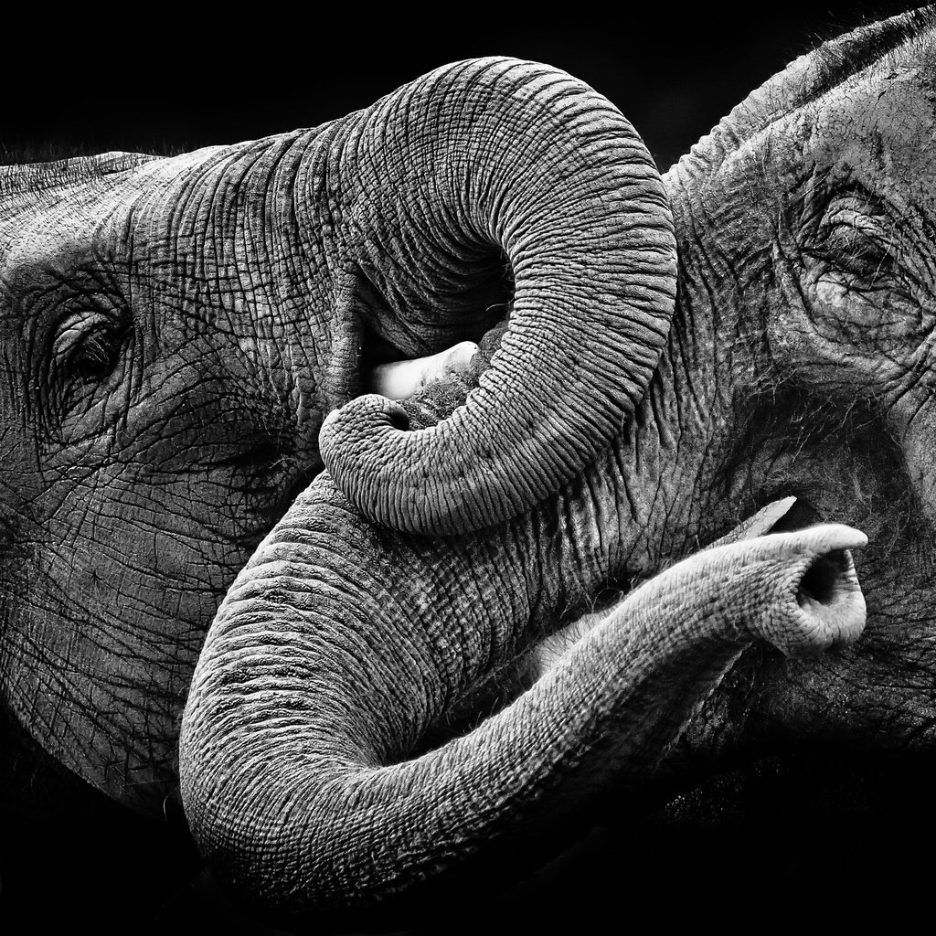 Обои природа, фон, чёрно-белое, слоны, nature, background, black and white, elephants разрешение 2048x1416 Загрузить