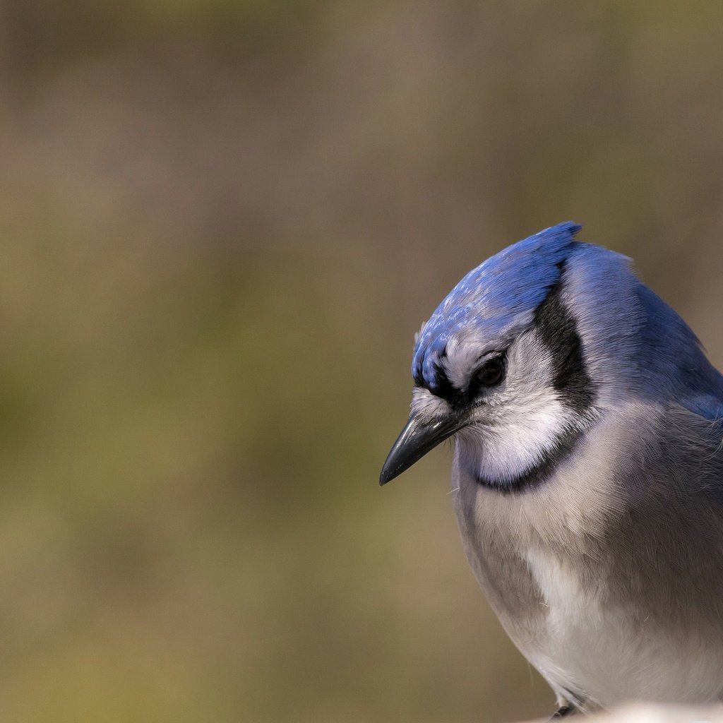 Обои природа, птица, клюв, перья, сойка, голубая сойка, nature, bird, beak, feathers, jay, blue jay разрешение 2048x1366 Загрузить