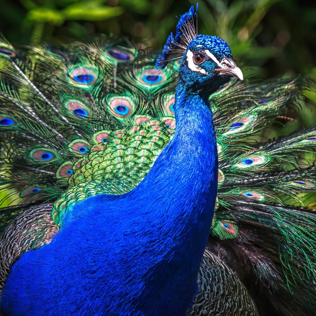 Обои природа, птица, клюв, павлин, перья, хвост, оперение, nature, bird, beak, peacock, feathers, tail разрешение 2048x1152 Загрузить