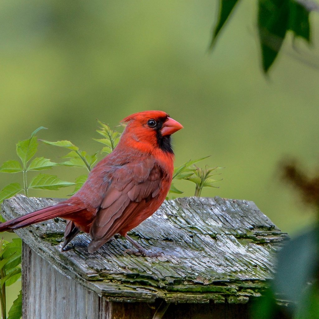 Обои природа, птица, клюв, оперение, кардинал, nature, bird, beak, tail, cardinal разрешение 2343x1626 Загрузить