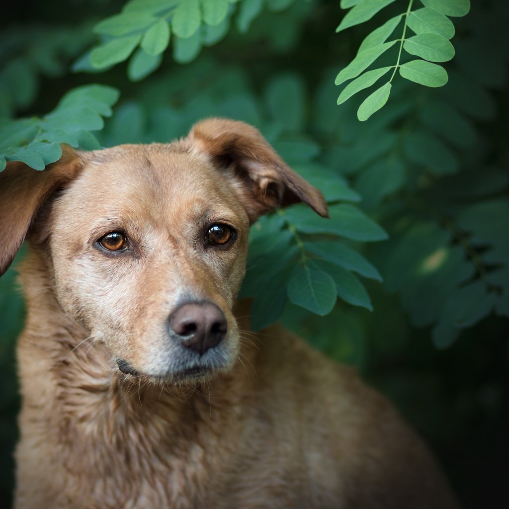 Обои природа, зелень, ветки, собака, друг, лабрадор, боке, nature, greens, branches, dog, each, labrador, bokeh разрешение 2560x1564 Загрузить