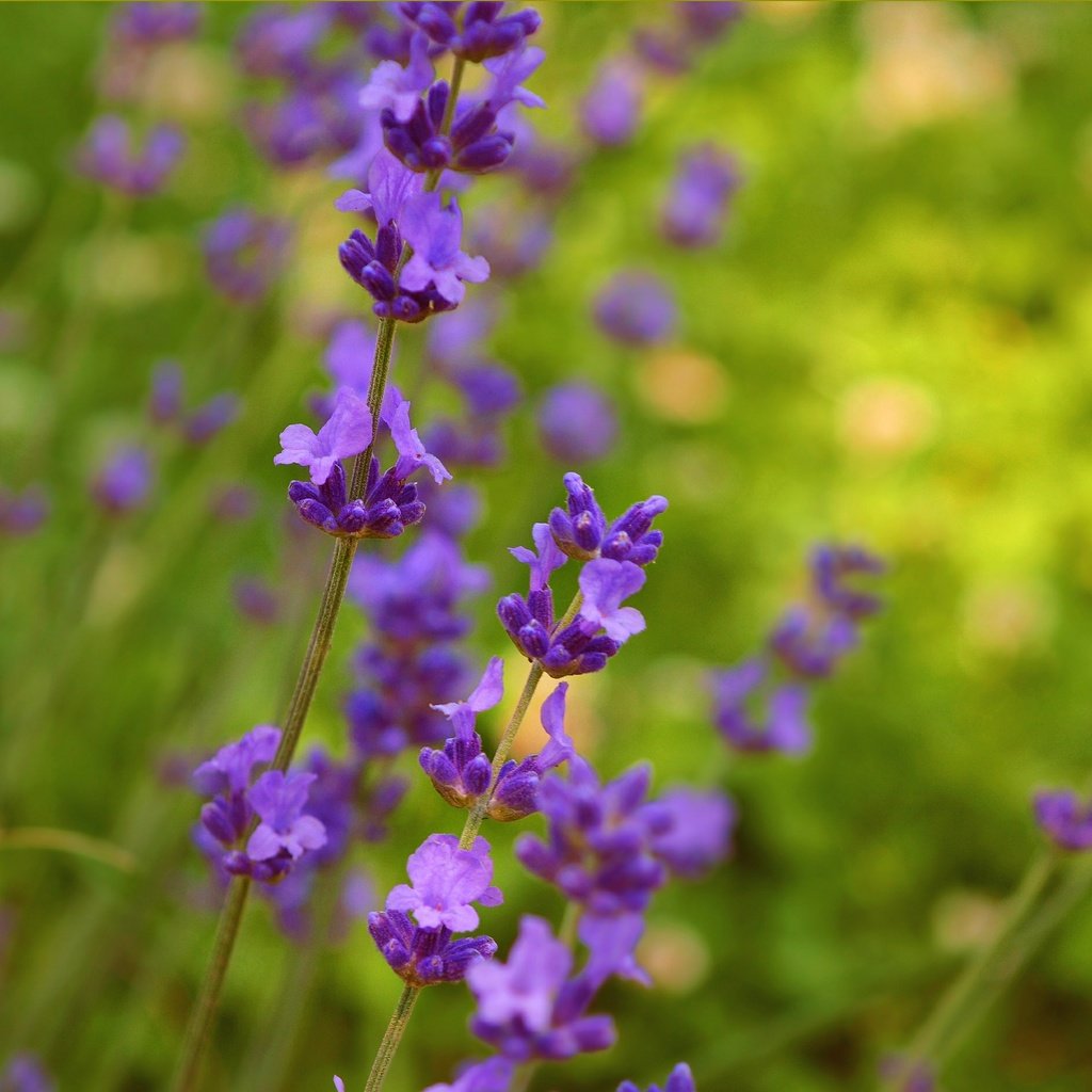 Обои цветы, природа, лаванда, весна, фиолетовые цветы, flowers, nature, lavender, spring, purple flowers разрешение 3004x1877 Загрузить