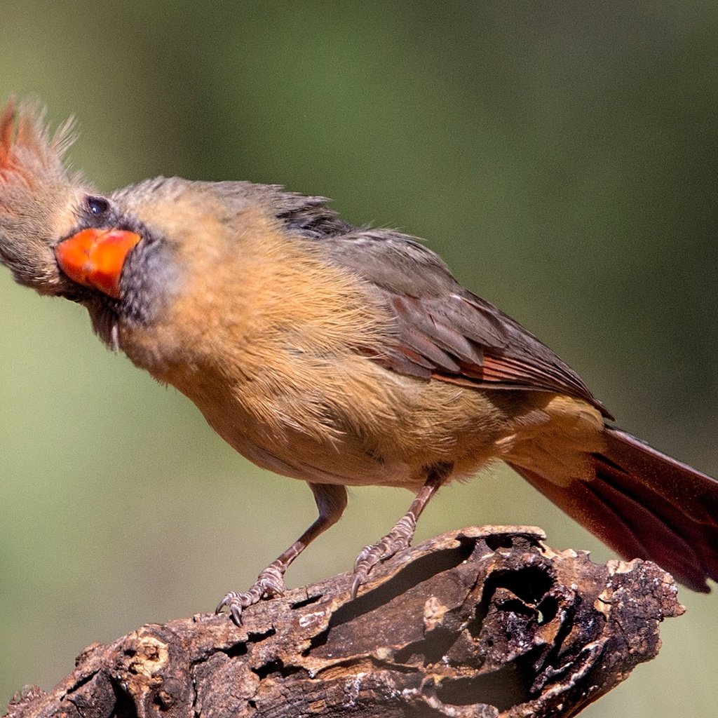 Обои птица, клюв, хвост, кардинал, красный кардинал, bird, beak, tail, cardinal, red cardinal разрешение 2048x1152 Загрузить